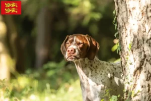 Lire la suite à propos de l’article Braque français type Gascogne Éleveurs et chiots en Normandie