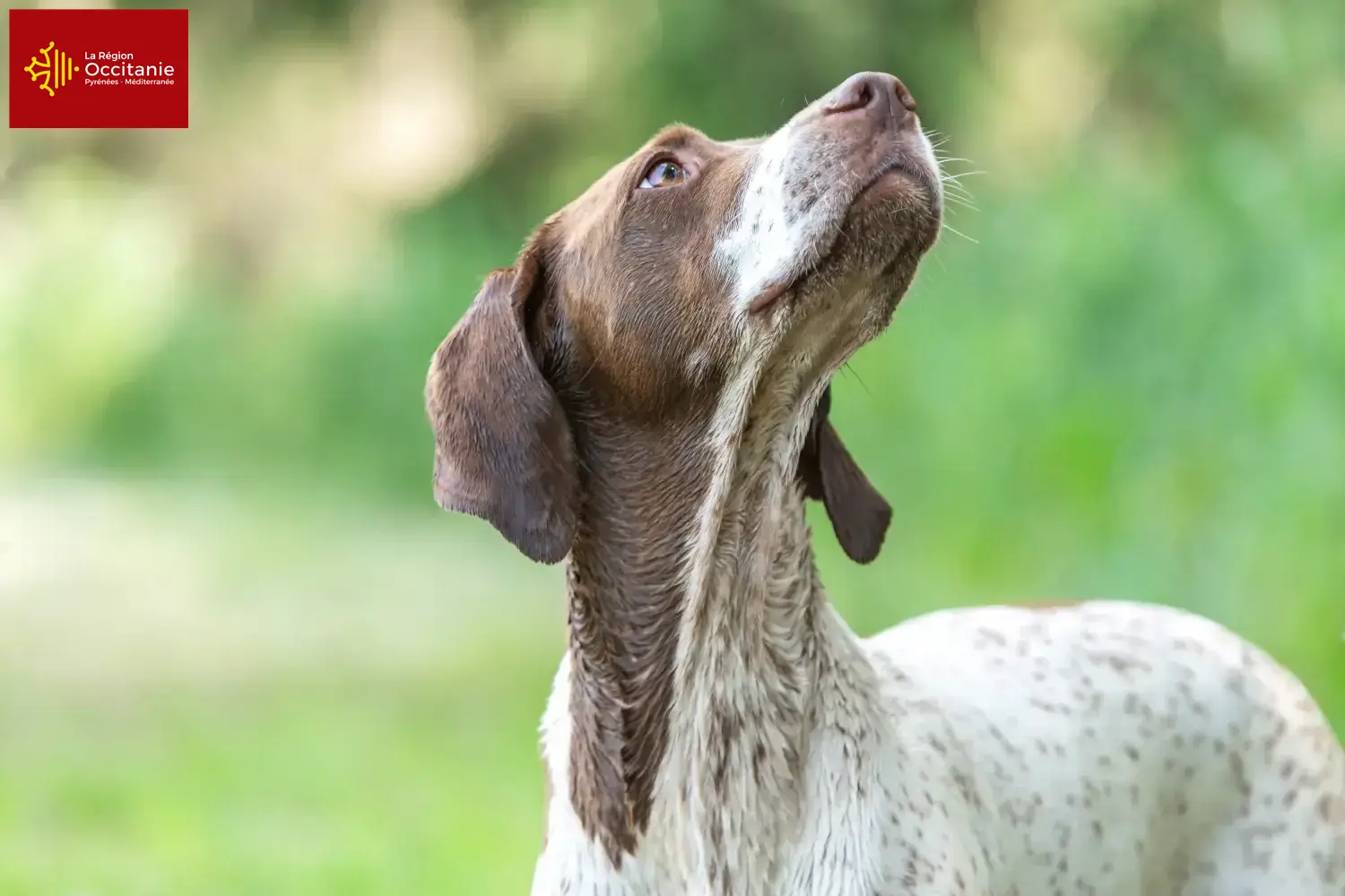 Braque français type Gascogne Chiots et éleveurs Occitanie Ici, tu trouveras des éleveurs de Braque français type Gascogne en Occitanie.