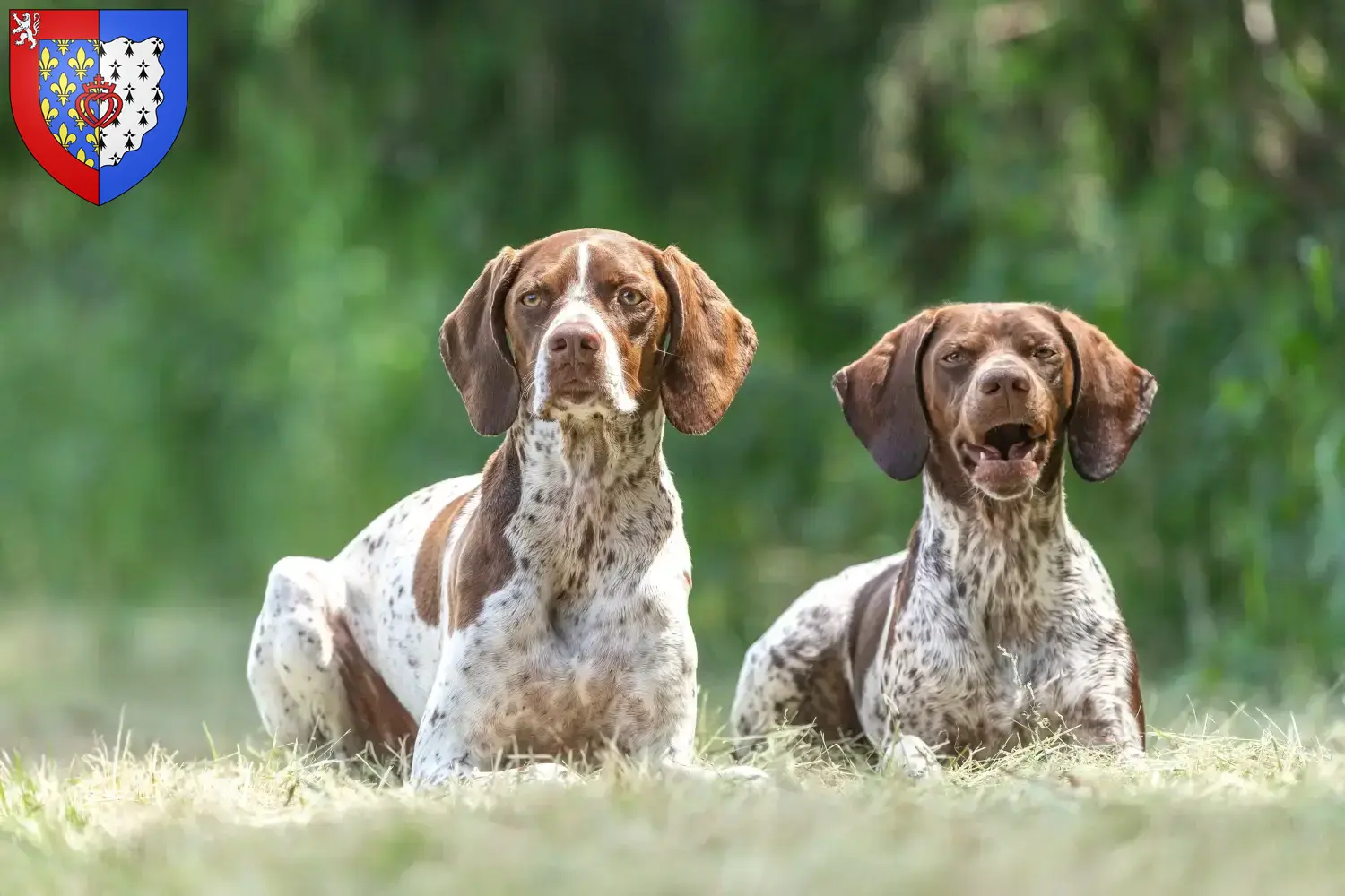 Braque français type Gascogne Chiots et éleveurs Pays de la Loire Ici tu trouves des éleveurs de Braque français type Gascognes en Pays de la Loire.