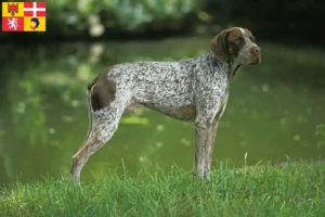 Lire la suite à propos de l’article Braque français type Pyrénées Éleveurs et chiots en Auvergne-Rhône-Alpes