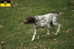 Lire la suite à propos de l’article Braque français type Pyrénées Éleveurs et chiots en Baden-Württemberg