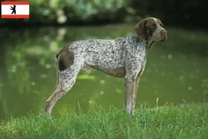 Lire la suite à propos de l’article Braque français type Pyrénées éleveurs et chiots à Berlin