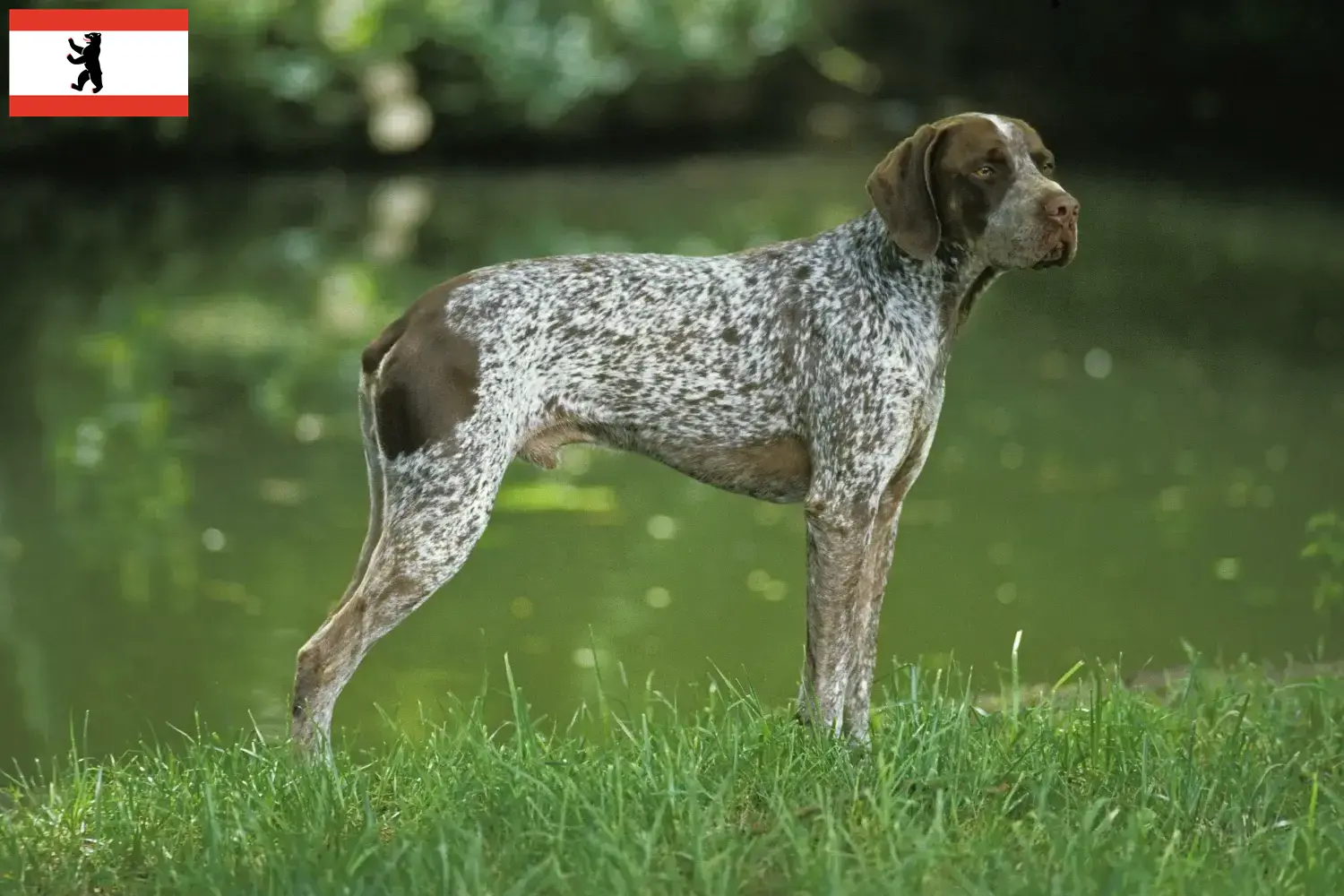 Braque français type Pyrénées Chiots et éleveurs Berlin Ici vous trouverez des éleveurs de Braque français type Pyrénées à Berlin.