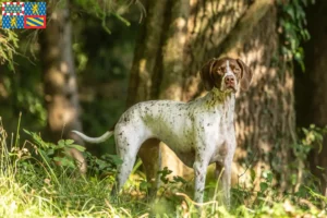 Lire la suite à propos de l’article Braque français type Pyrénées Éleveurs et chiots en Bourgogne-Franche-Comté
