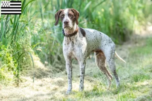 Lire la suite à propos de l’article Braque français type Pyrénées Éleveurs et chiots en Bretagne