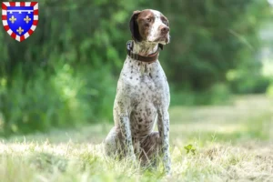 Lire la suite à propos de l’article Braque français type Pyrénées Éleveurs et chiots en Centre-Val de Loire
