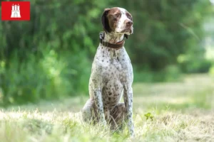Lire la suite à propos de l’article Braque français type Pyrénées éleveurs et chiots à Hambourg