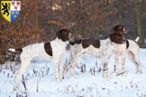 Lire la suite à propos de l’article Braque français type Pyrénées Éleveurs et chiots en Hauts-de-France