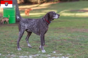 Lire la suite à propos de l’article Braque français type Pyrénées Éleveurs et chiots en Hesse
