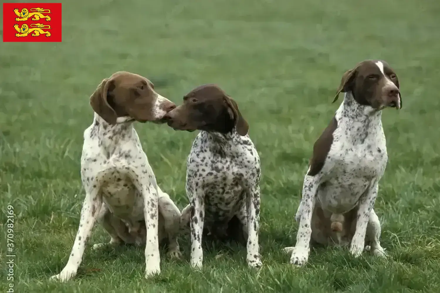 Braque français type Pyrénées Chiots et éleveurs Normandie Ici tu trouves des éleveurs de Braque français type Pyrénées en Normandie.