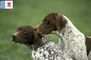 Lire la suite à propos de l’article Braque français type Pyrénées éleveurs et chiots en Nouvelle-Aquitaine