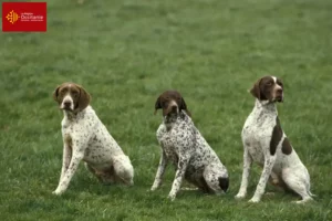 Lire la suite à propos de l’article Braque français type Pyrénées éleveurs et chiots en Occitanie
