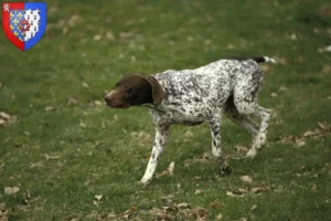 Lire la suite à propos de l’article Braque français type Pyrénées Éleveurs et chiots en Pays de la Loire
