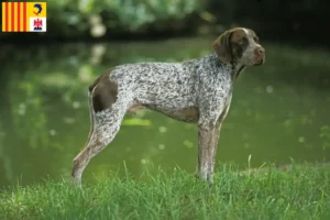 Lire la suite à propos de l’article Braque français type Pyrénées éleveurs et chiots en Provence-Alpes-Côte d’Azur
