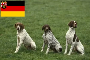 Lire la suite à propos de l’article Braque français type Pyrénées éleveurs et chiots en Rhénanie-Palatinat