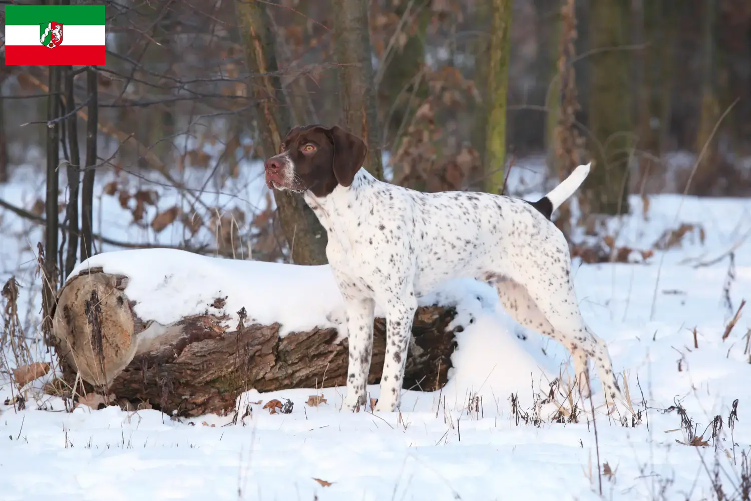 Braque français type Pyrénées Chiots et éleveurs Nordrhein-Westfalen Ici vous trouverez des Braque français type Pyrénées éleveurs en Rhénanie-du-Nord-Westphalie.