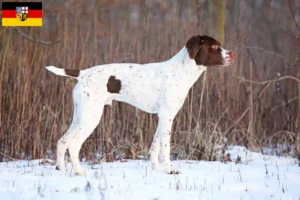 Lire la suite à propos de l’article Braque français type Pyrénées Éleveurs et chiots en Sarre
