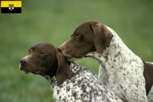 Lire la suite à propos de l’article Braque français type Pyrénées Éleveurs et chiots en Saxe-Anhalt
