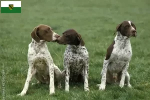 Lire la suite à propos de l’article Braque français type Pyrénées Éleveurs et chiots en Saxe