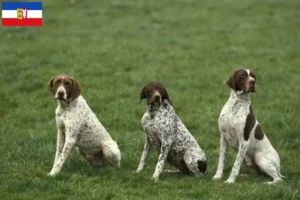Lire la suite à propos de l’article Braque français type Pyrénées éleveurs et chiots dans le Schleswig-Holstein
