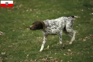 Lire la suite à propos de l’article Braque français type Pyrénées Éleveurs et chiots en Thuringe
