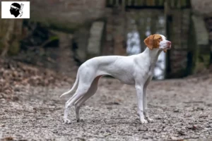 Lire la suite à propos de l’article Braque Saint-Germain éleveurs et chiots en Corse