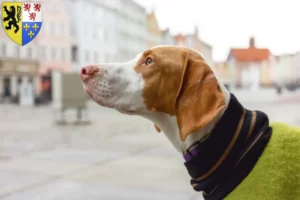 Lire la suite à propos de l’article Braque Saint-Germain éleveurs et chiots en Hauts-de-France