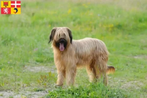 Lire la suite à propos de l’article Éleveurs de Briards et chiots en Auvergne-Rhône-Alpes