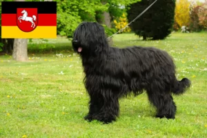 Lire la suite à propos de l’article Éleveurs de Briards et chiots en Basse-Saxe