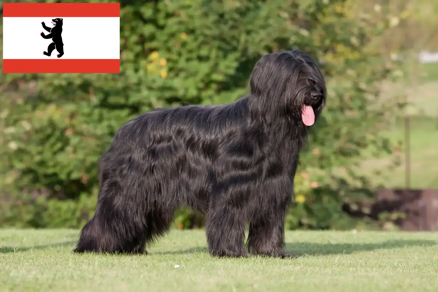 Briard chiots et éleveurs Berlin Ici, tu trouveras des éleveurs de Briards à Berlin.