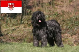 Lire la suite à propos de l’article Éleveurs de Briards et chiots dans le Brandebourg