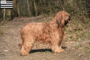 Lire la suite à propos de l’article Éleveurs de Briards et chiots en Bretagne