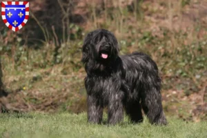 Lire la suite à propos de l’article Éleveurs de Briards et chiots en Centre-Val de Loire