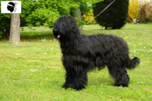 Lire la suite à propos de l’article Éleveurs de Briards et chiots en Corse