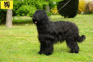 Lire la suite à propos de l’article Éleveurs de Briards et chiots en Flandre