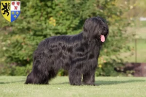 Lire la suite à propos de l’article Éleveurs de Briards et chiots en Hauts-de-France