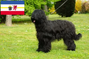 Lire la suite à propos de l’article Éleveurs de briards et chiots dans le Mecklembourg-Poméranie occidentale