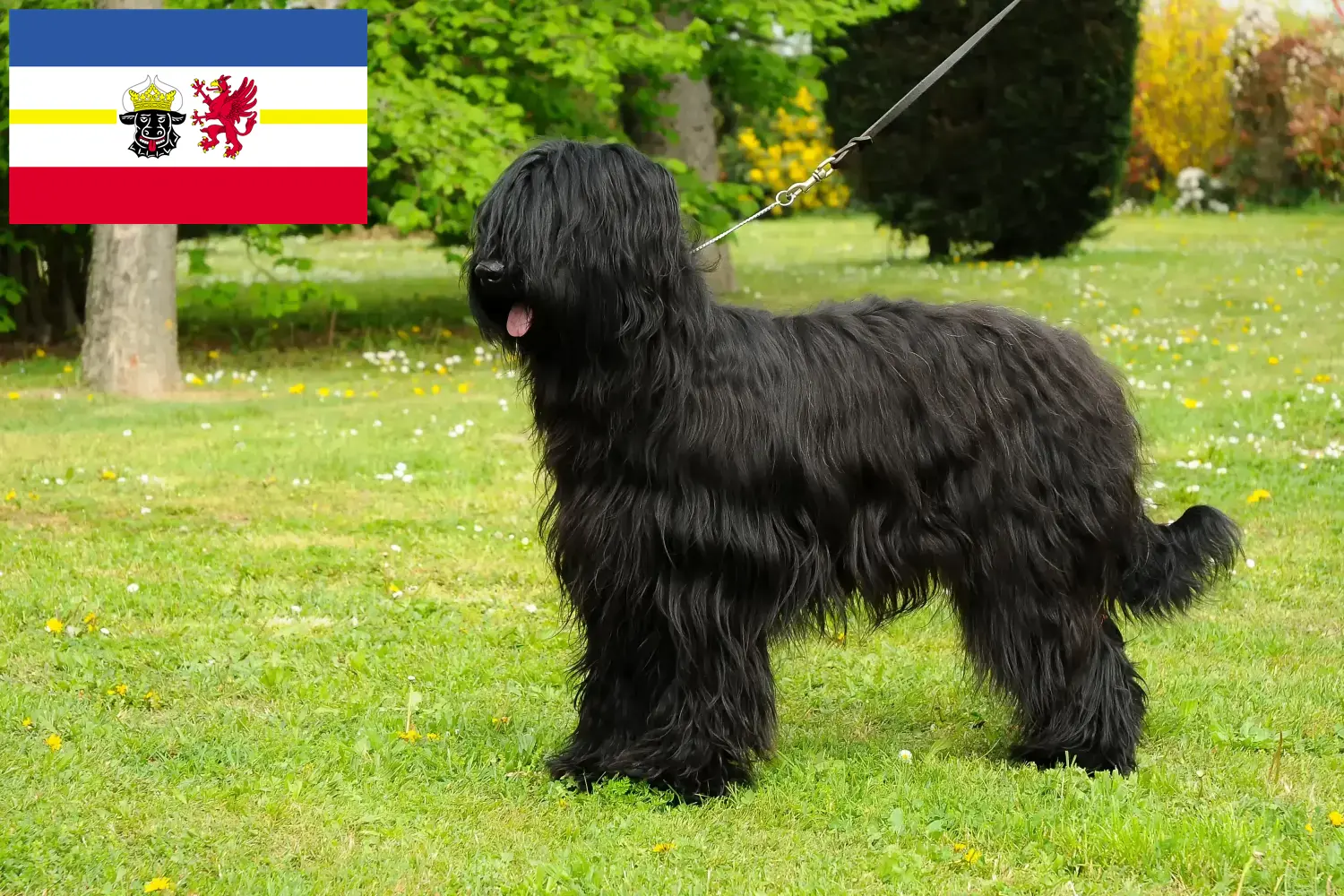 Briard chiots et éleveurs Mecklembourg-Poméranie occidentale Ici, tu trouveras des éleveurs de Briards dans le Mecklembourg-Poméranie occidentale.