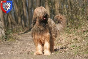 Lire la suite à propos de l’article Éleveurs de Briards et chiots en Pays de la Loire