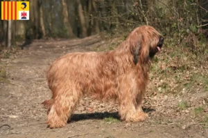 Lire la suite à propos de l’article Éleveurs de Briards et chiots en Provence-Alpes-Côte d’Azur