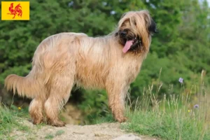 Lire la suite à propos de l’article Éleveurs de Briards et chiots en Région wallonne