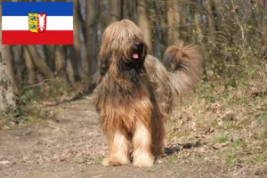 Lire la suite à propos de l’article Éleveurs de Briards et chiots dans le Schleswig-Holstein
