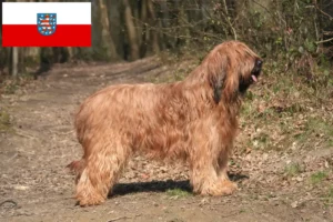Lire la suite à propos de l’article Éleveurs de Briards et chiots en Thuringe