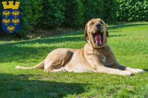 Lire la suite à propos de l’article Éleveurs de Broholmer et chiots en Basse-Autriche