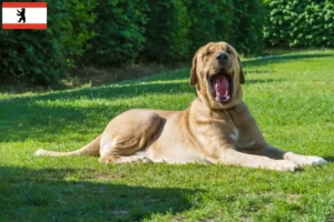 Lire la suite à propos de l’article Éleveurs de Broholmer et chiots à Berlin