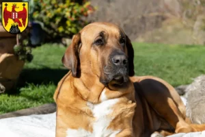 Lire la suite à propos de l’article Éleveurs de Broholmer et chiots dans le Burgenland