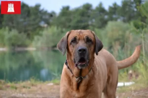 Lire la suite à propos de l’article Éleveurs de Broholmer et chiots à Hambourg