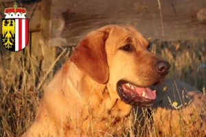 Lire la suite à propos de l’article Éleveurs de Broholmer et chiots en Haute-Autriche