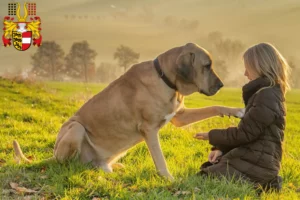 Lire la suite à propos de l’article Éleveurs de Broholmer et chiots en Carinthie