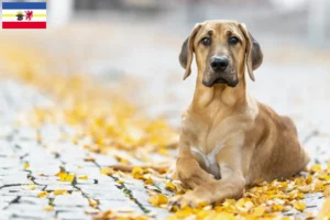 Lire la suite à propos de l’article Éleveurs de Broholmer et chiots dans le Mecklembourg-Poméranie occidentale